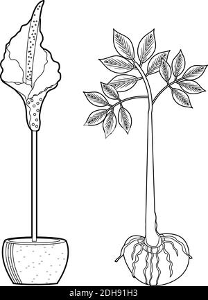 Amorphophallus konjac ensemble de plantes dessin à la main style de ligne de contour. Ingrédients de cuisine traditionnelle japonaise Konjak pour les nouilles shirataki, la gomme Illustration de Vecteur
