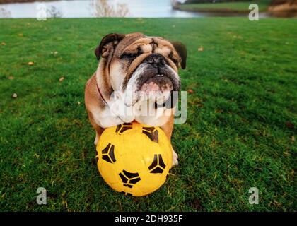 Bulldog anglais jouant au football sur l'herbe verte Banque D'Images