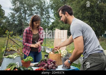 Couple adulte de taille moyenne organisant des légumes de jardin sur une table Banque D'Images