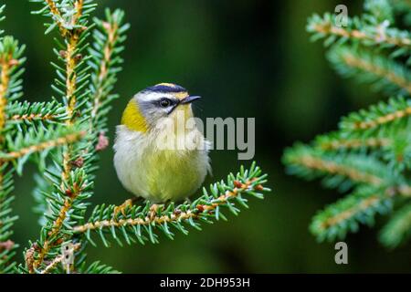 Sommergoldhähnchen (Regulus ignicapillus) Banque D'Images