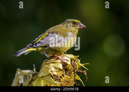 (Grünfink Carduelis chloris) Männchen Banque D'Images