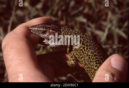 The Iberian emerald lizard (Lacerta schreiberi), also known commonly as Schreiber's green lizard, while biting a finger Stock Photo