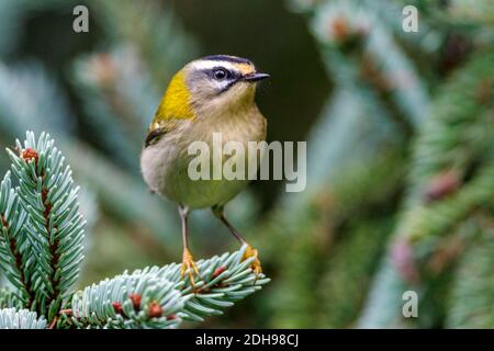 Sommergoldhähnchen (Regulus ignicapillus) Banque D'Images