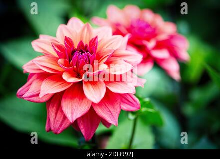 Dahlia, fleur de couleur rose déchiqueuse en plein air. Banque D'Images