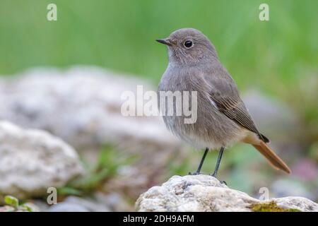 Hausrotschwanz (Phoenicurus ochruros) Weibchen Banque D'Images