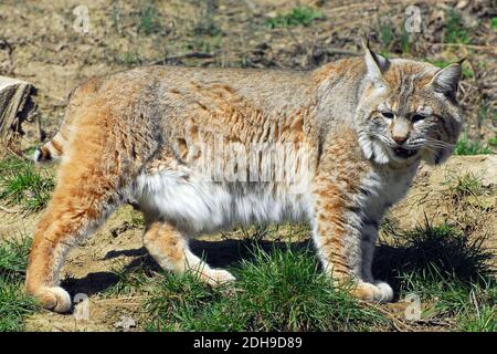 Bobcat, lynx roux, Rotluchs, Lynx rufus, vörös hiúz Banque D'Images