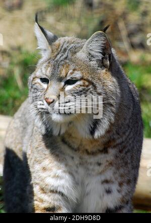 Bobcat, lynx roux, Rotluchs, Lynx rufus, vörös hiúz Banque D'Images