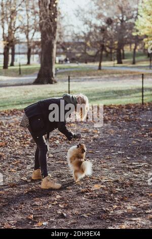 Vue latérale complète de la femme jouant avec Pomeranian à stationnement Banque D'Images