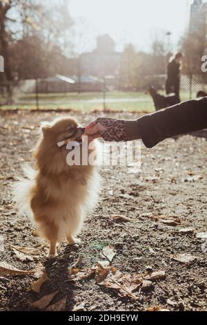 Pomeranian mordant sur le jouet tenu par la femme au parc pendant jour ensoleillé Banque D'Images