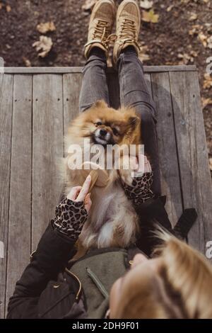 Directement au-dessus de la vue de la femme se brossant Pomeranian couché sur les genoux au parc Banque D'Images