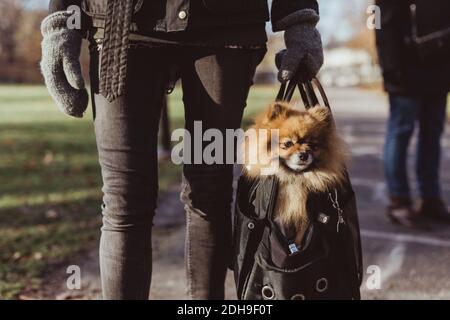 Section médiane de la femme portant Pomeranian dans le sac de transport d'animal de compagnie sentier au parc Banque D'Images