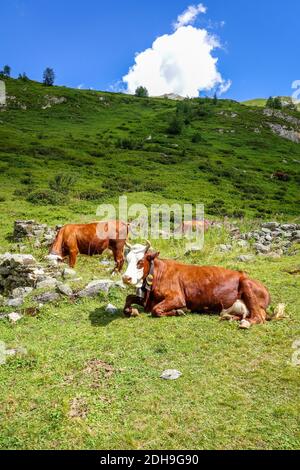 Vaches en alpage, Pralognan la Vanoise, Alpes françaises Banque D'Images