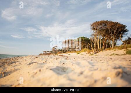 West Beach avec forêt sur la péninsule de Darß en Allemagne Banque D'Images