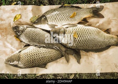 Carpe de poisson fraîche pêchée dans la rivière Banque D'Images