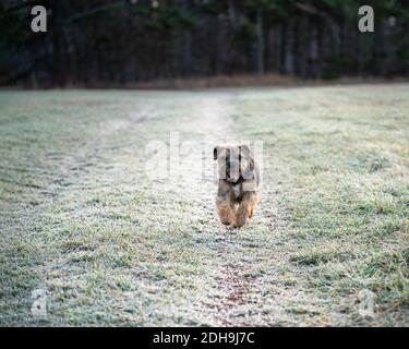 Terrier de bordure traversant un paysage gelé. Banque D'Images