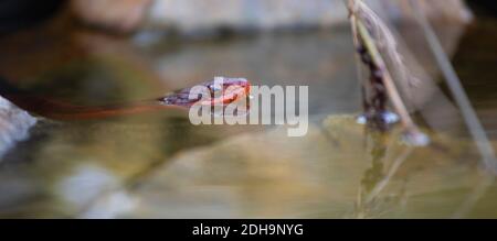 Couleuvre d'eau à ventre rouge dans le refroidissement sauvage dans l'eau du Nord Caroline Banque D'Images