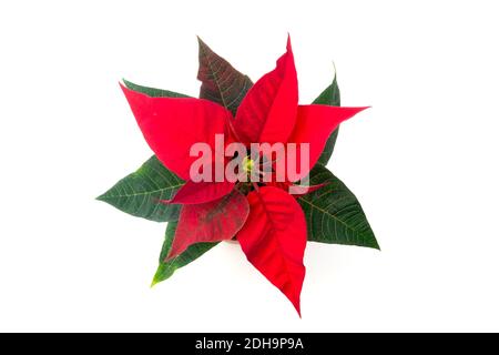 Poinsettia (Euphorbia pulcherrima) sur fond blanc Banque D'Images