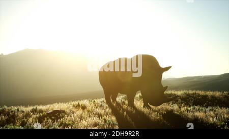 Rhino debout dans un espace ouvert pendant le coucher du soleil Banque D'Images