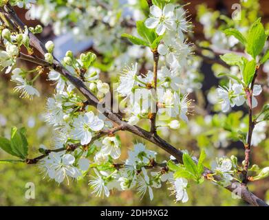 Branche en pleine floraison au printemps. Prunier en fleurs. Branche de prunier avec fleurs blanches dans le jardin. Banque D'Images