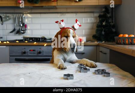 Un chien Beagle avec des décorations de Noël sur sa tête se tient sur ses pattes arrière dans la cuisine attendant une friandise. Banque D'Images