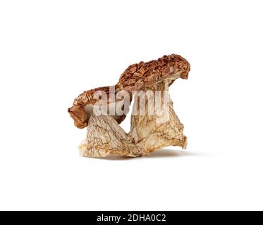Champignons porcini secs isolés sur fond blanc Banque D'Images