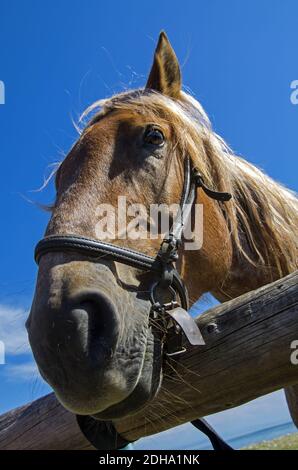 Vieux cheval de travail. Banque D'Images