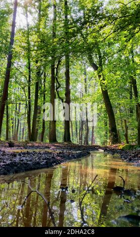 Grands arbres avec des feuilles vertes le long du chemin forestier Banque D'Images