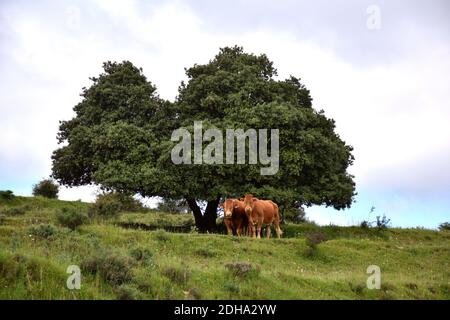 Paysage de carte postale avec deux vaches et un énorme chêne en arrière-plan sous ciel bleu nuageux. Banque D'Images