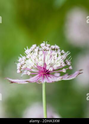 Astrantia 'Great Masterwort', Astrantia Major, Pale fleurs colorées qui poussent à l'extérieur.