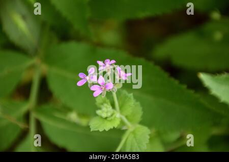 Fleurs de musc pourpres (Erodium moschatum), avec une forte odeur de musc. Banque D'Images