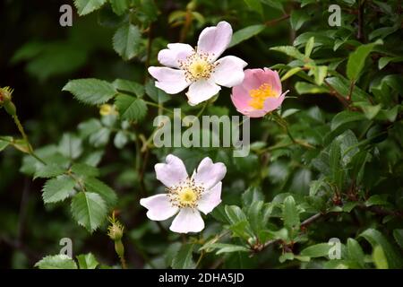 Fleurs de rosehip de différentes couleurs (Rosa eglanteria), son huile est utilisée dans les cosmétiques, pour régénérer et nourrir la peau. Banque D'Images