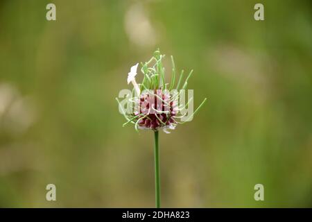 Fleur d'ail sauvage (Allium vineale) dans un pré d'herbe. Banque D'Images