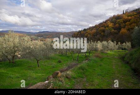 Vue panoramique sur un verger d'olive dans la campagne toscane un jour d'automne nuageux Banque D'Images