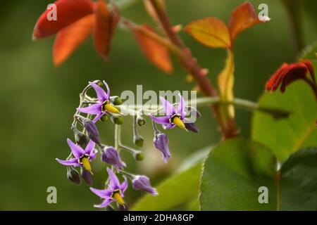 Fleurs pourpres et jaunes de raisin du diable (Solanum dulcamara), croissant à côté d'un rosier dans le jardin. Banque D'Images