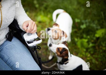 Image rognée d'une femme handicapée en fauteuil roulant avec des chiens à l'extérieur Banque D'Images