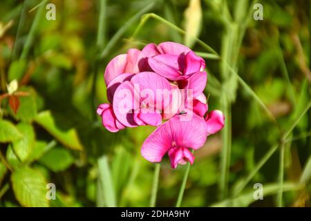 Fleurs de pois sauvages roses (Lathyrus latifolius) sur le bord d'un chemin protégé par un buisson. Banque D'Images