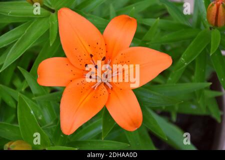 Fleur de nénuphars orange (Lilium bulbiferum) en pot de jardin, ton intense. Banque D'Images