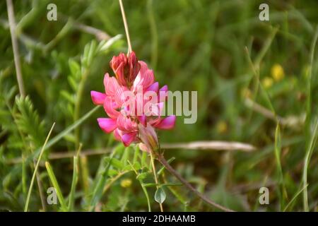 Fleurs d'Esparmeta (Onobrychis viciifolia) dans un pré de montagne avec herbe verte. Banque D'Images