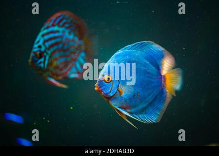 Poisson bleu des spièces Symphysodon discus gros plan. Banque D'Images