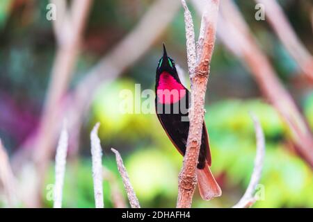 sunbird, Chalcomitra senegalensis, Éthiopie Banque D'Images