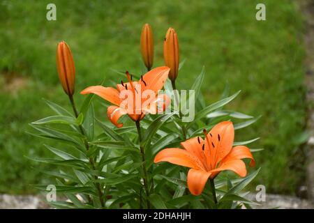 Fleurs de nénuphars (Lilium bulbiferum), ouvertes et fermées, au coucher du soleil, à l'arrière du jardin. Banque D'Images