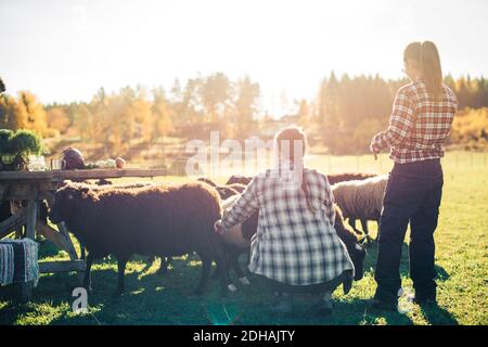 Agricultrices multiethniques avec troupeau de moutons sur le terrain Banque D'Images