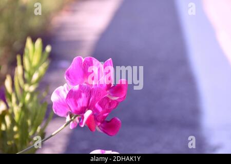 Des fleurs de Lathyrus latifolius envahissent la route principale par une journée ensoleillée. Banque D'Images