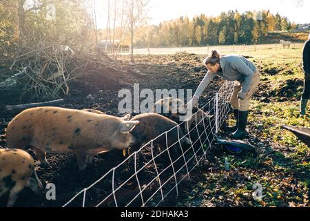 Pleine longueur de cochon d'animal de ferme en plume d'animal à ferme biologique Banque D'Images