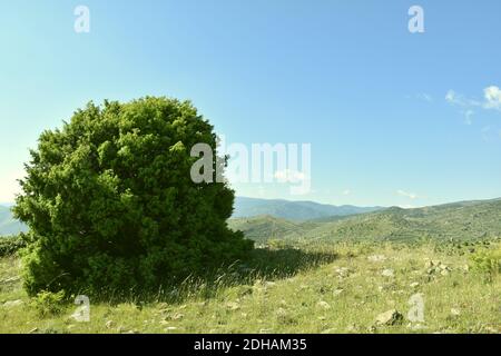 Blackthorn au sommet de la montagne dans la vallée de Cidacos. Banque D'Images