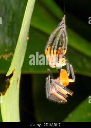 Cette araignée géante de crabe (Sadala sp., famille des Sparassidae) est suspendue sous sa peau récemment excrétée. Parc national de Yasuni, Équateur, août 2018. Banque D'Images