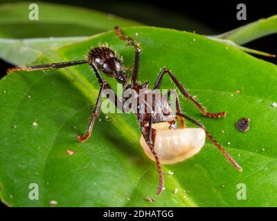 Ant bullet (Paraponera clavata). Portant une larve. Ce grand fourmis est réputé pour avoir l'un des plus douloureux des coups de piété. Parc national de Yasuni, Équateur, non Banque D'Images