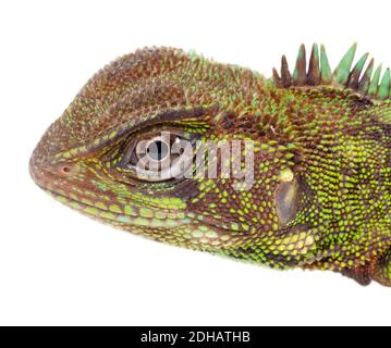 Amazone Wood Lizard (Enyalioides laticeps), Parc national de Yasuni, Équateur, mars 2019. Banque D'Images