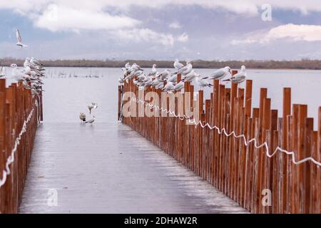 Mouettes assises sur la jetée en bois de Shkoder, en Albanie. Photo de voyage, panorama extérieur. Banque D'Images