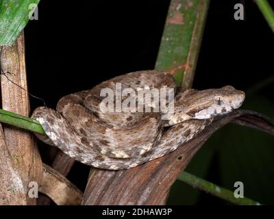 Le jeune vipère à tête plate (Bothrops atrox, parfois connu sous le nom de fer de lance) s'enroule dans la forêt tropicale sous-étage, parc national de Yasuni, Ecuad Banque D'Images